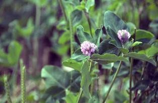 Red clover. Photo: Edwin Remsberg, USDA-SARE